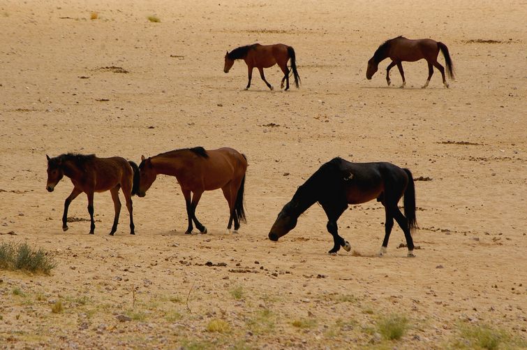 237 Namibia Okt 2006 .JPG
